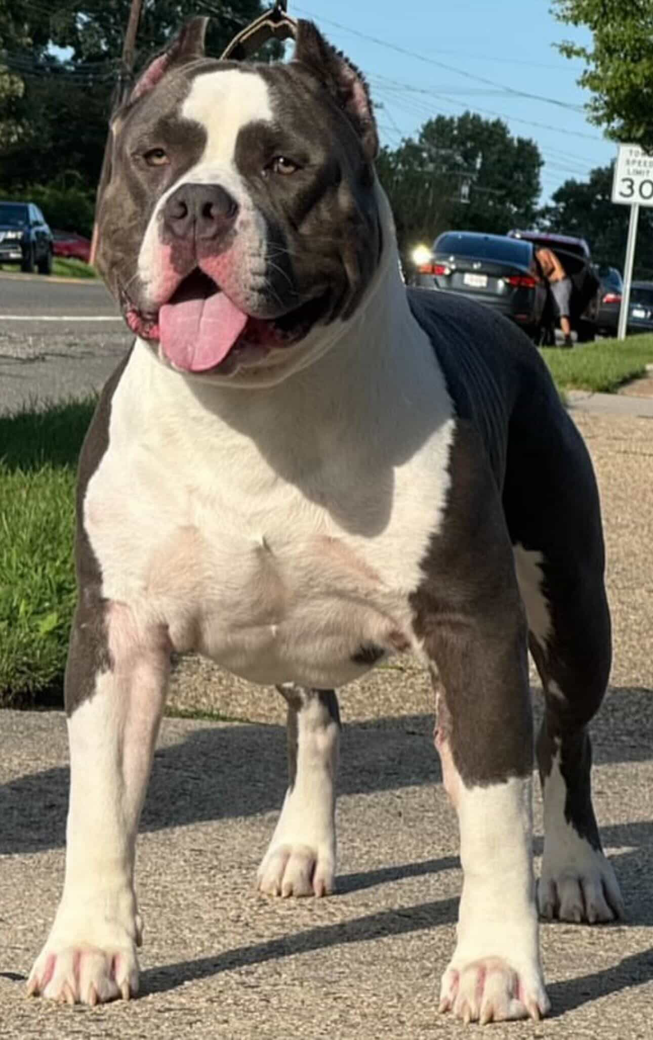 Dog Featured Image