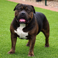 GHB Jax