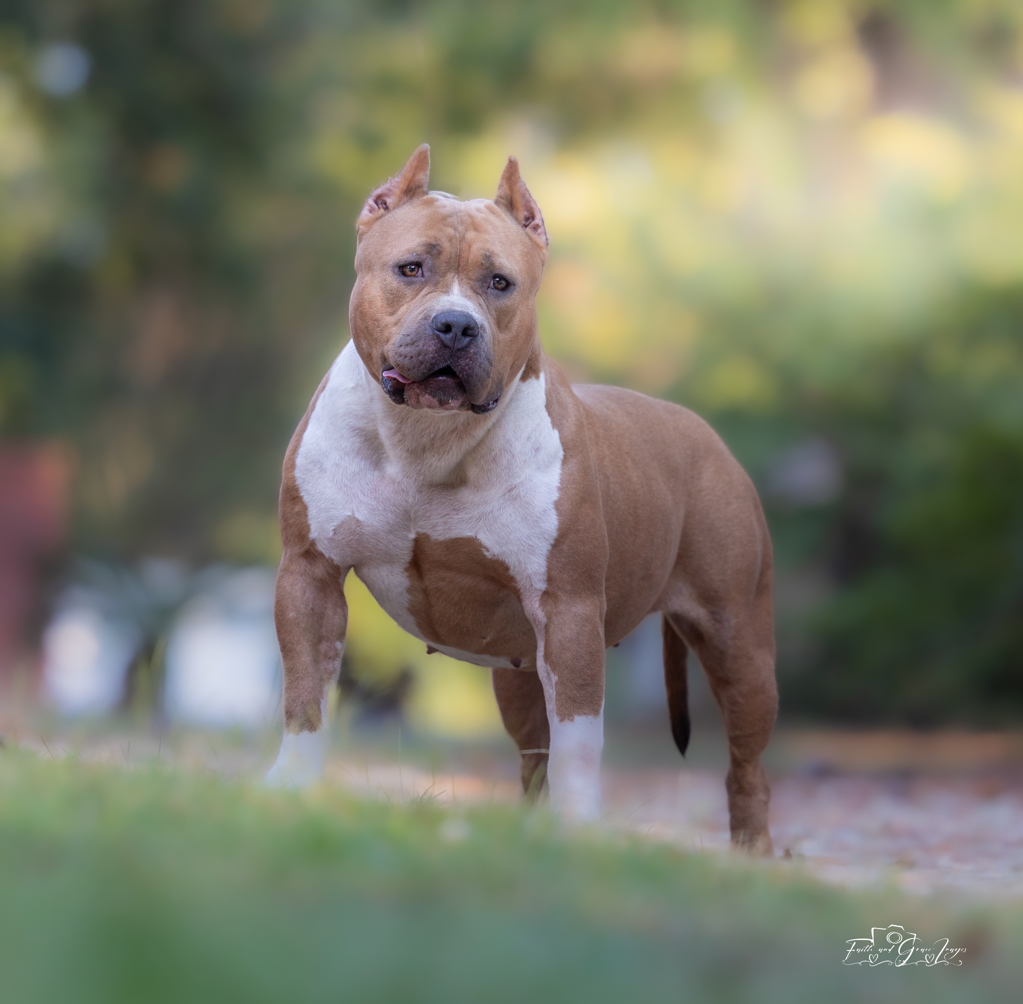 Dog Featured Image