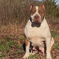 NAB’s Rousey