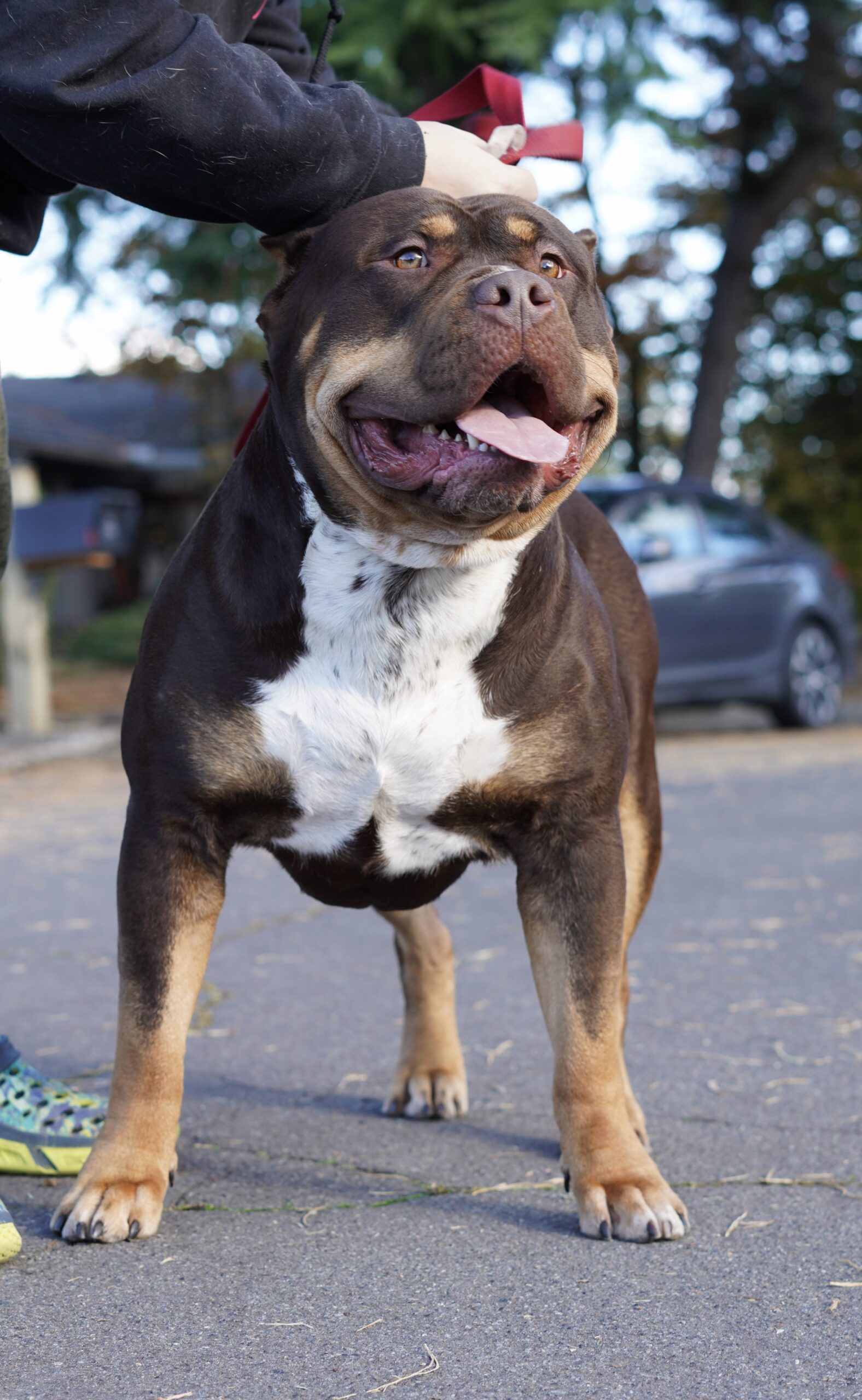 Dog Featured Image