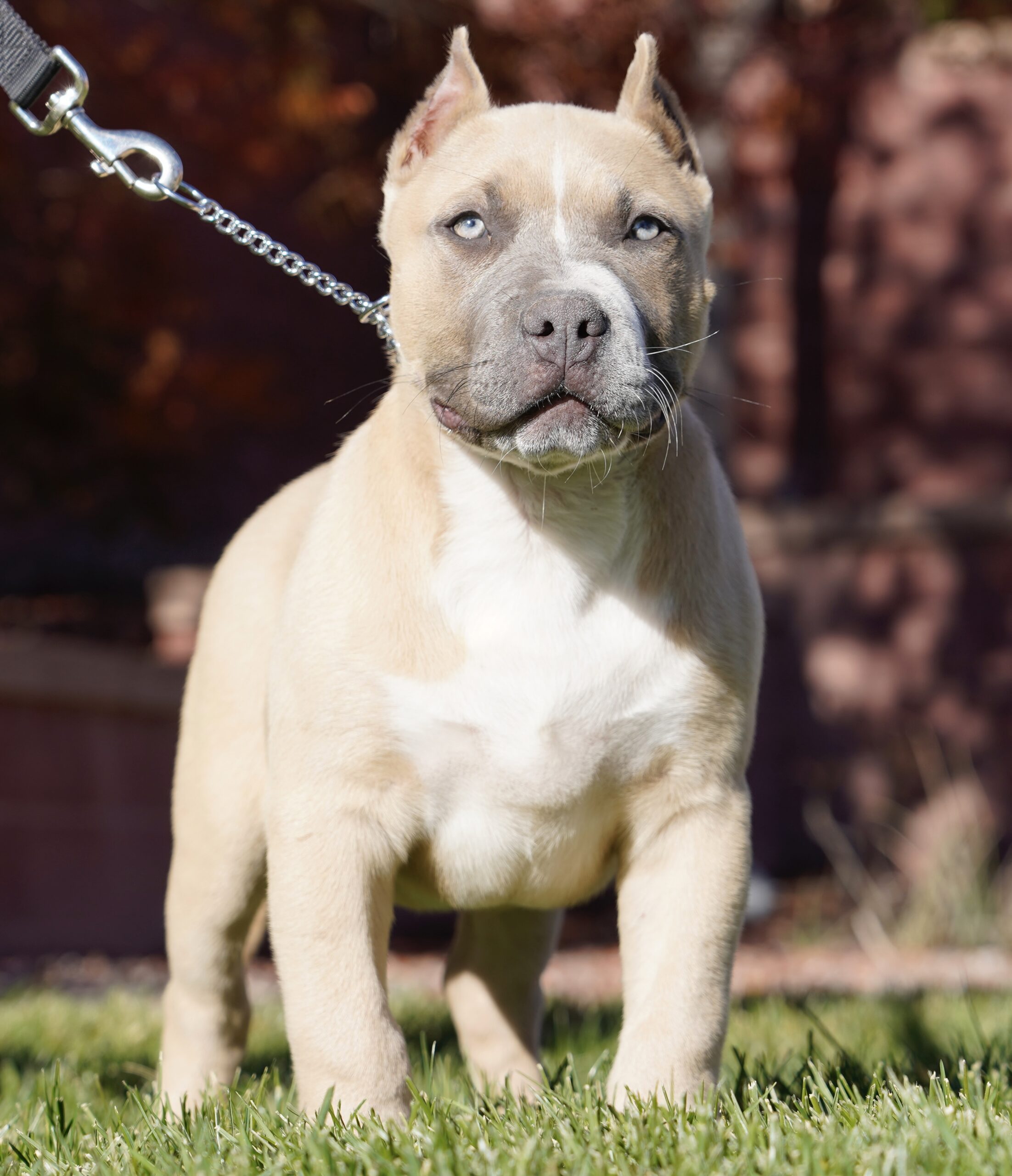 Dog Featured Image