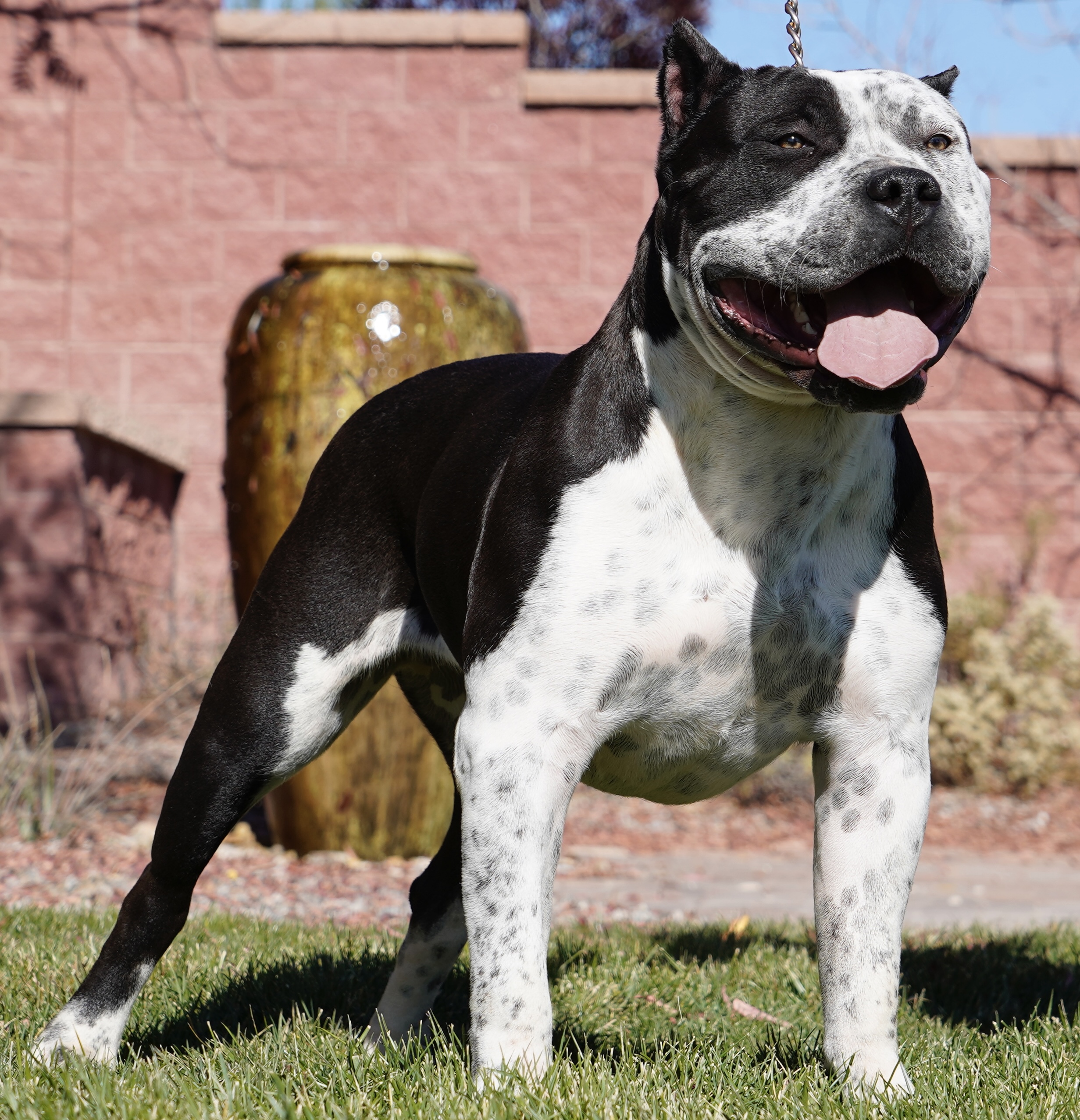 Dog Featured Image