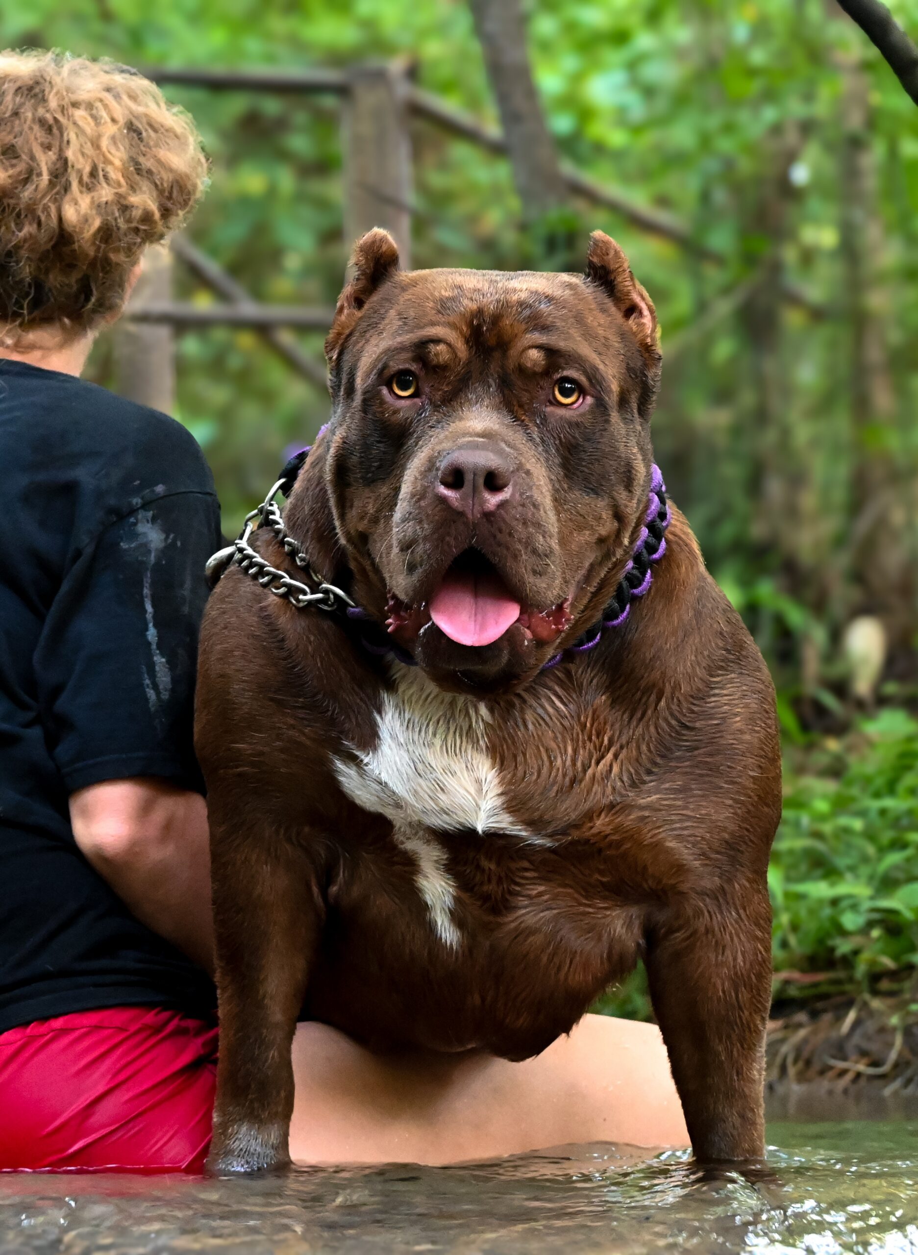 Dog Featured Image