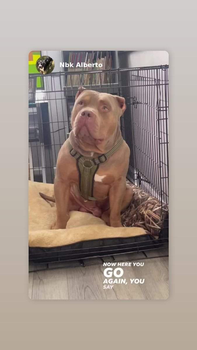 Dog Featured Image