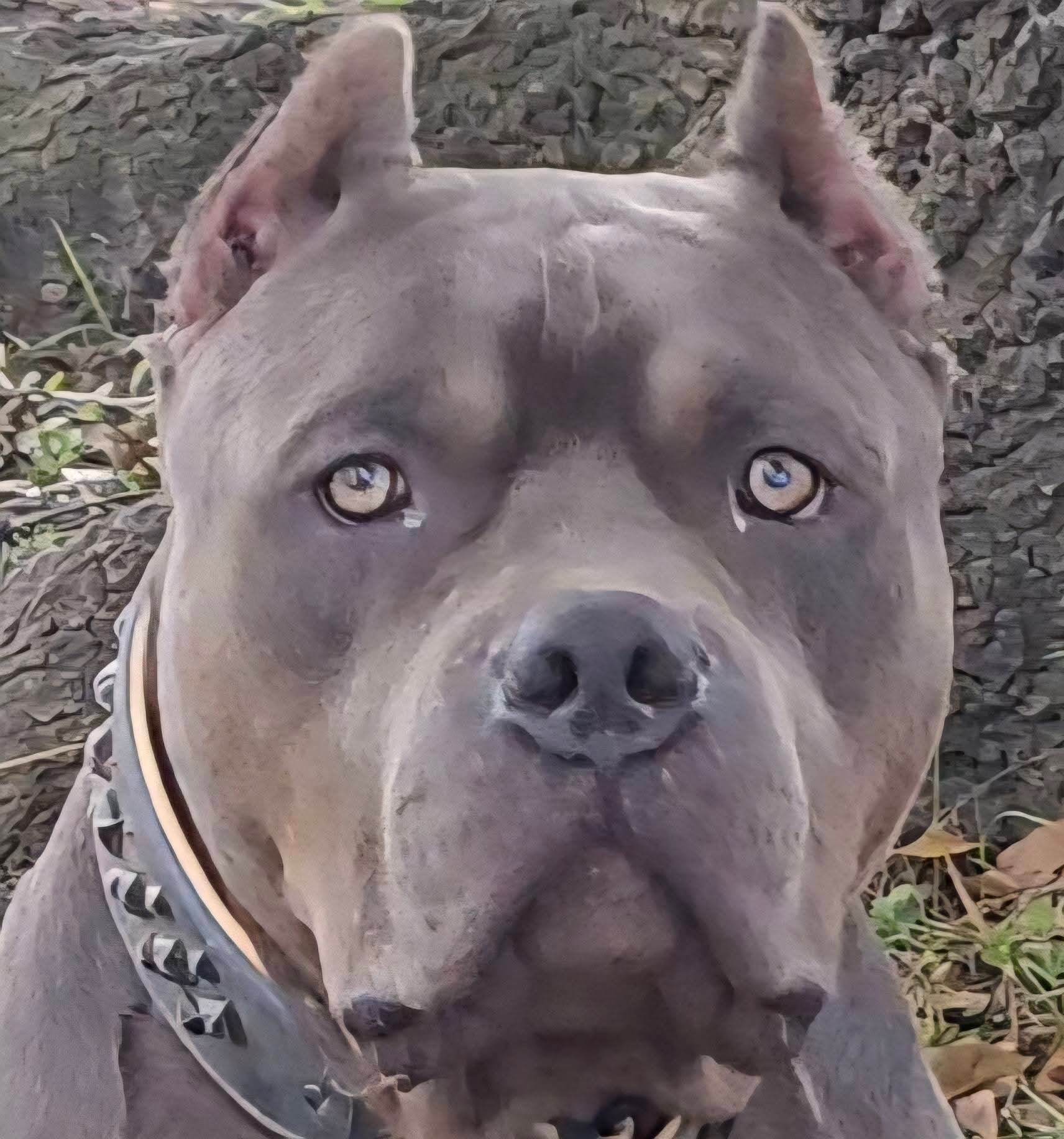 Dog Featured Image