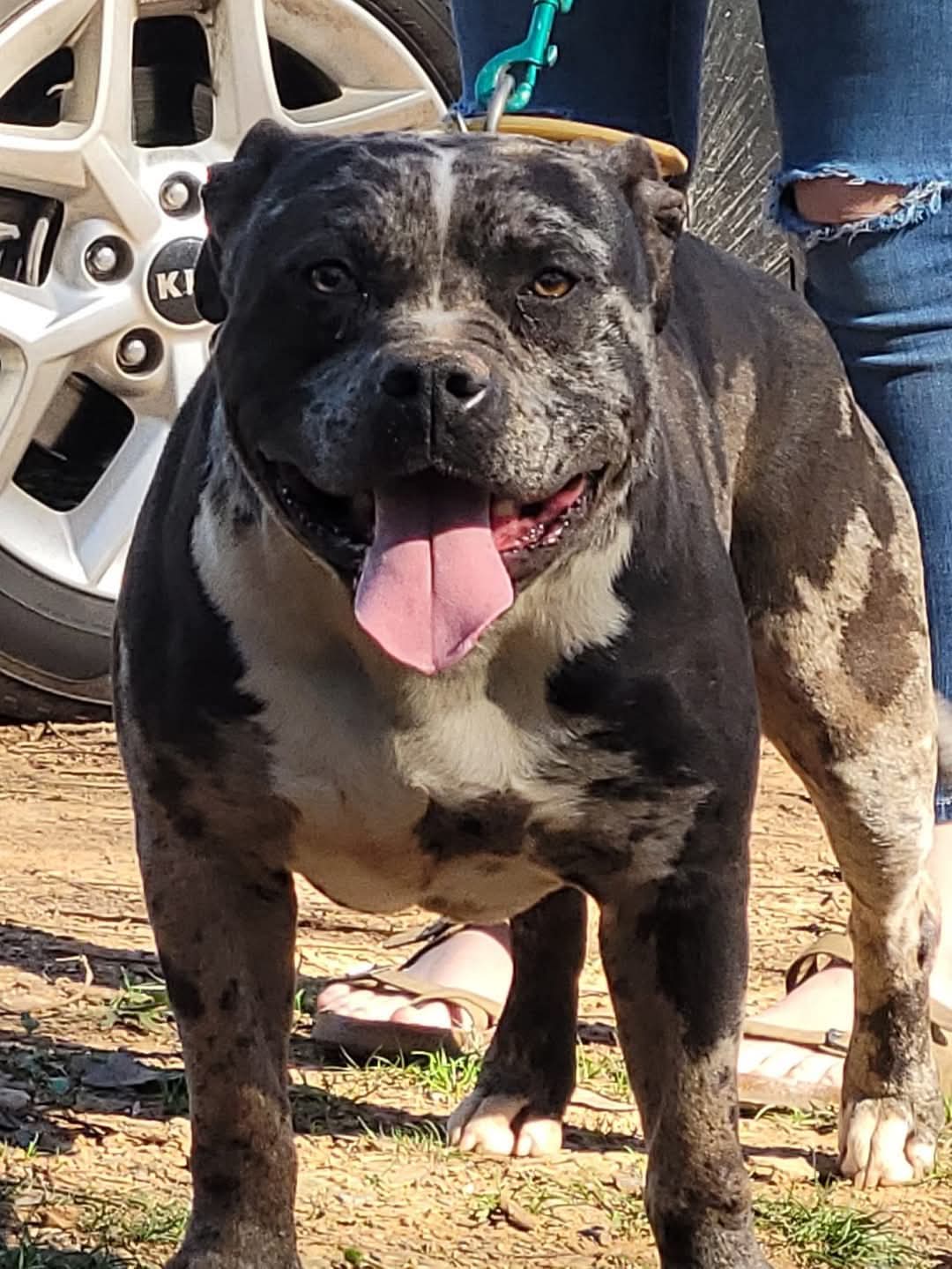 Dog Featured Image