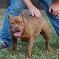 ONE SHOT BULLIES KIMBER