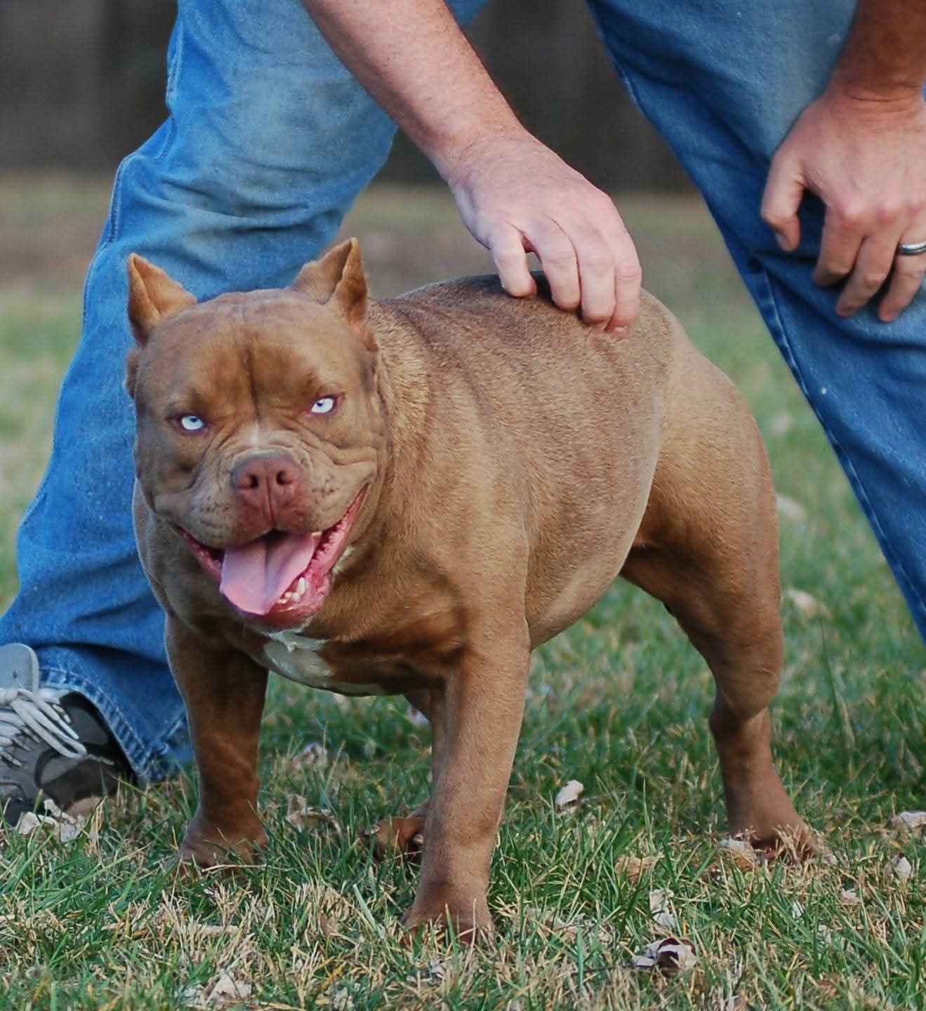 Dog Featured Image