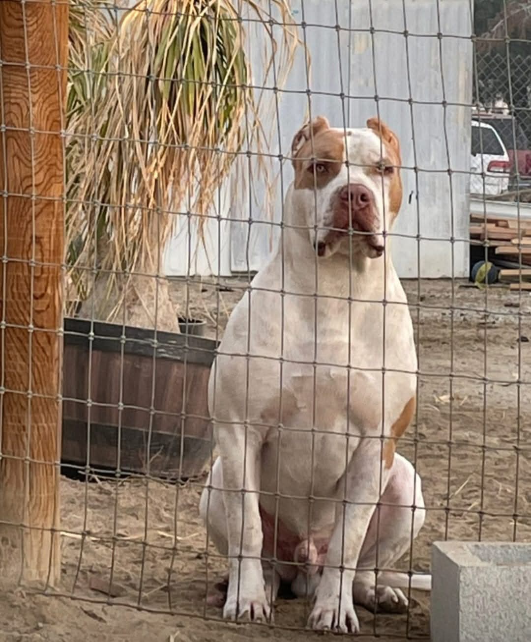 Dog Featured Image