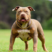 Busta of Boarderline Bully’s