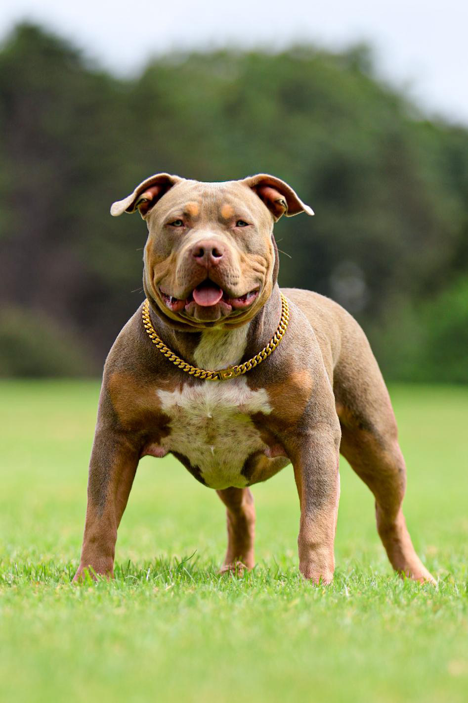 Dog Featured Image