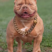 GUCCI LAUDISLAN