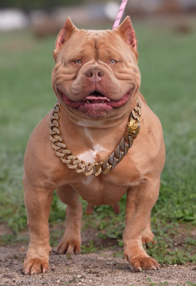 Dog Featured Image