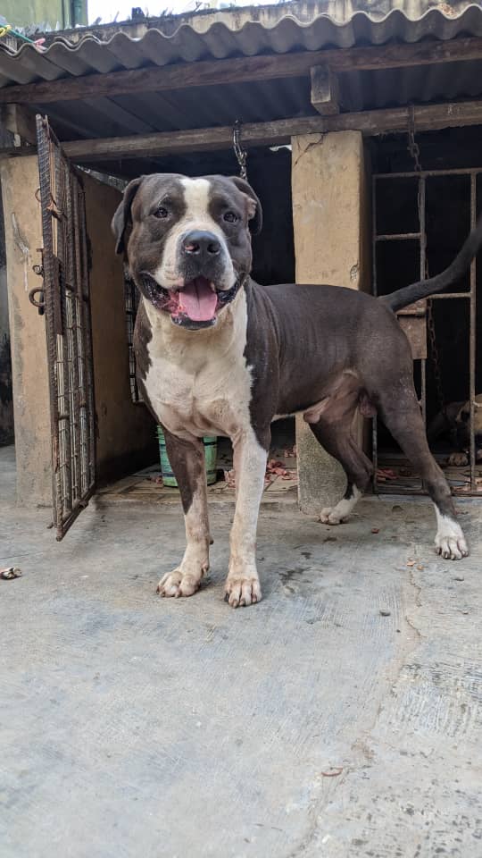 Dog Featured Image
