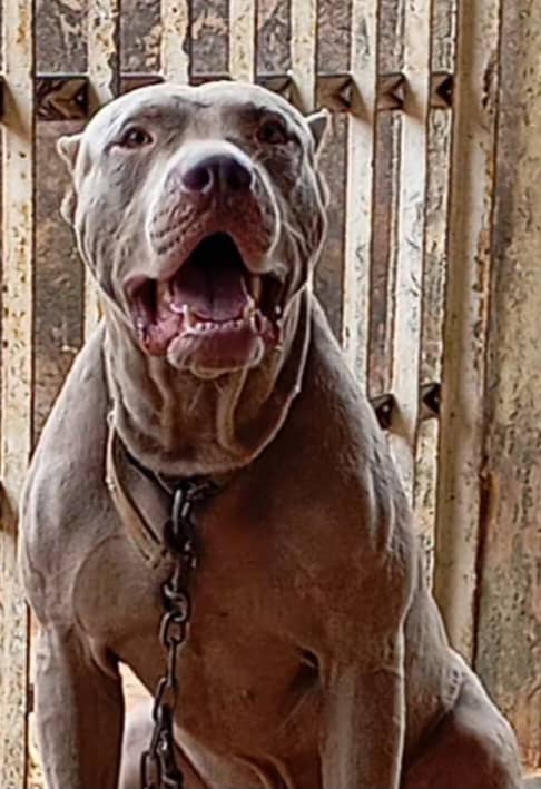 Dog Featured Image