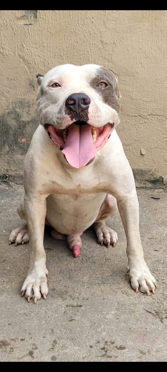 Dog Featured Image