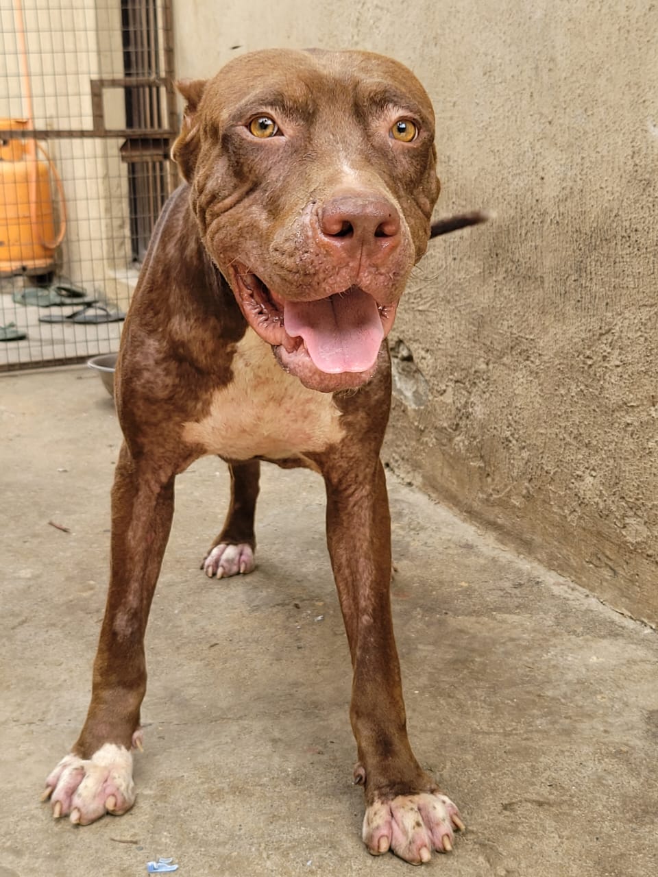 Dog Featured Image