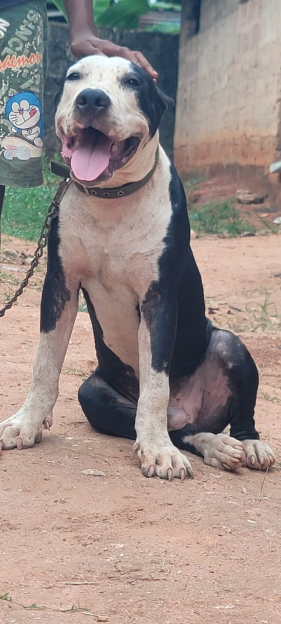 Dog Featured Image