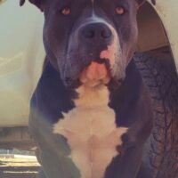 MBSA Mozer-RIP of Cape Bully  Farm