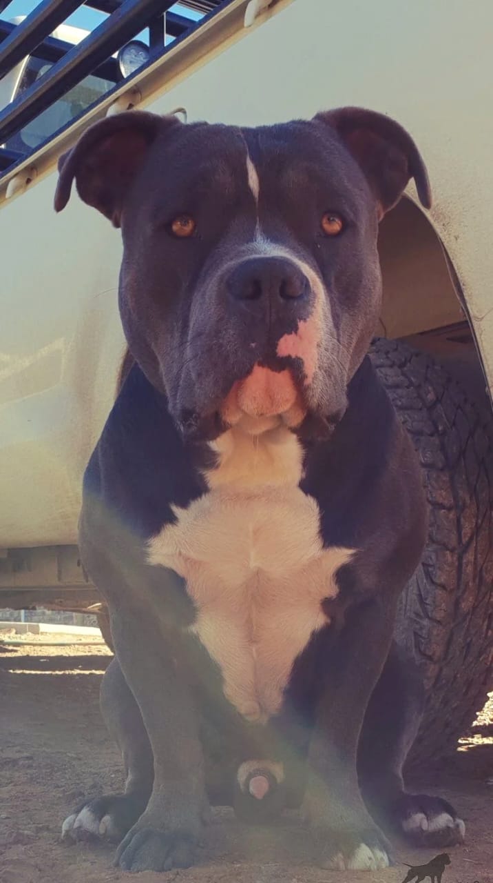 Dog Featured Image