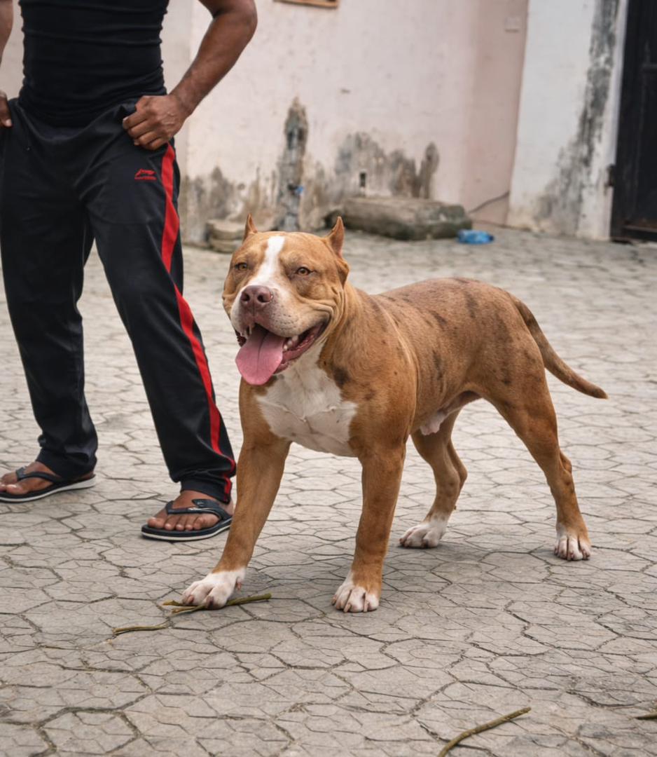 Dog Featured Image