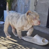 MISTER BULLY KENNEL SUPERMAN OF HBK.V