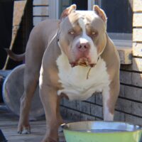 Tito