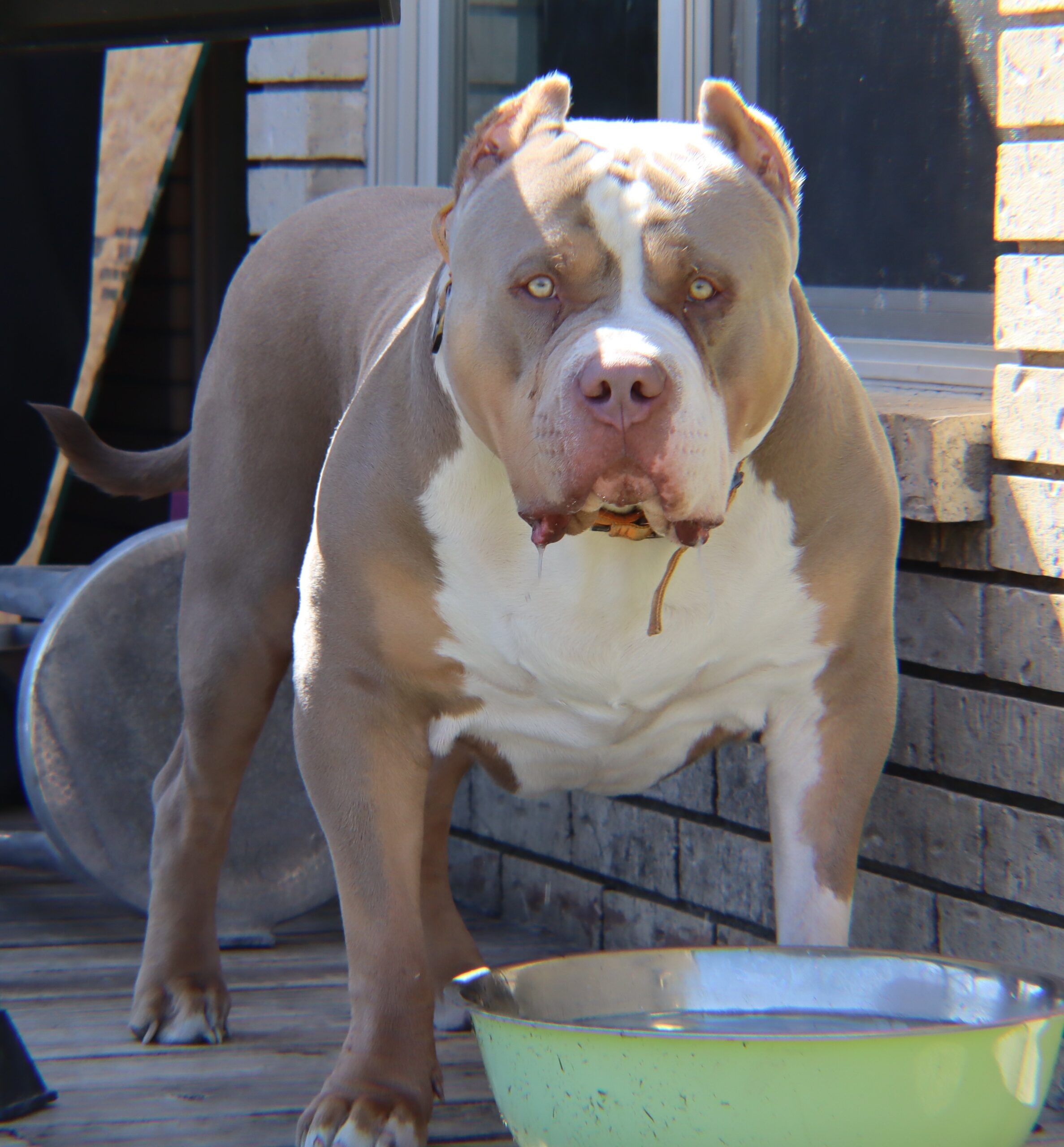 Dog Featured Image