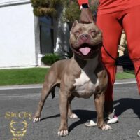 Sin City Pits Onyx