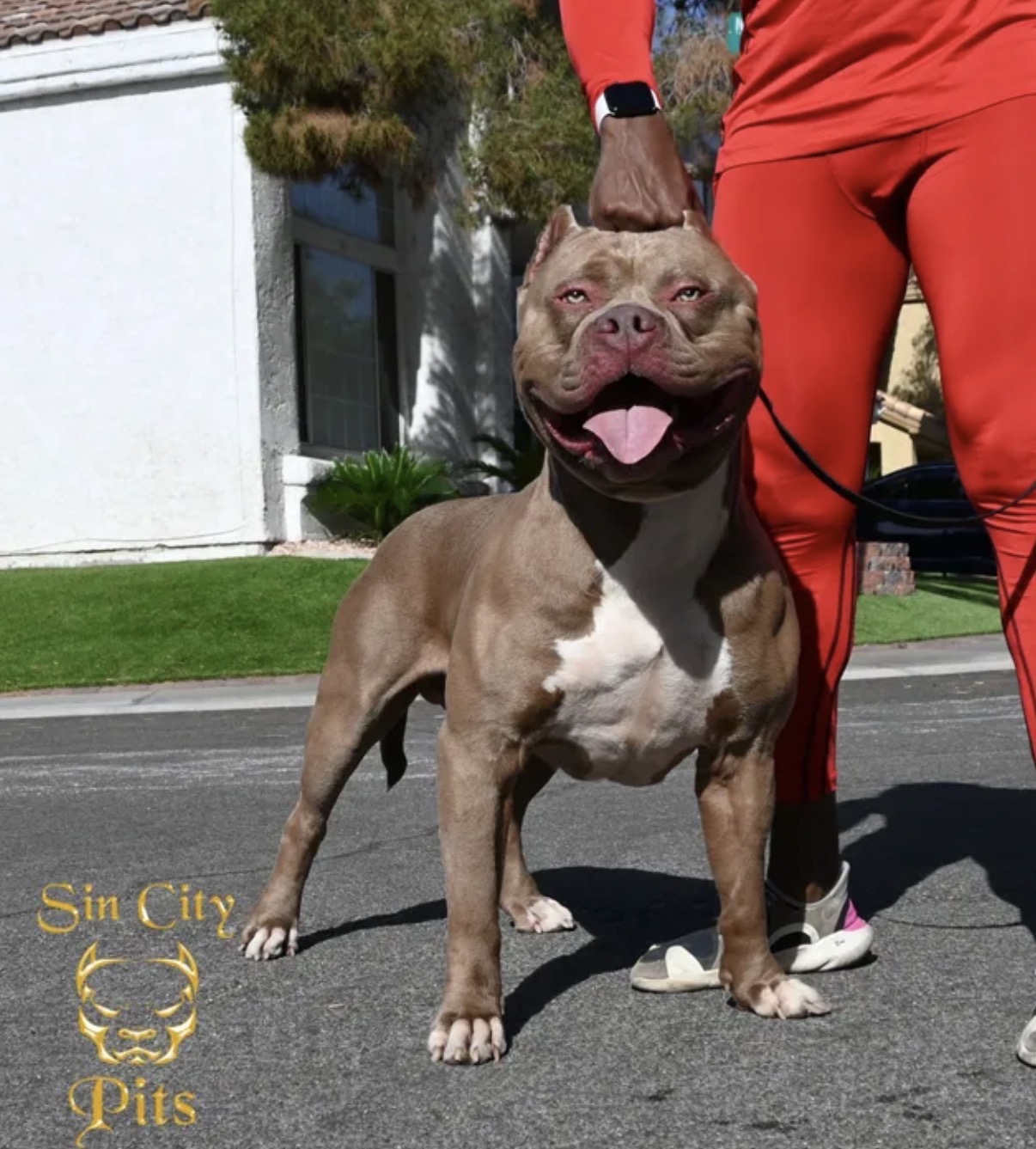Dog Featured Image