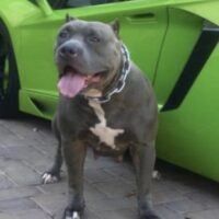 Sin City Pits Sapphire