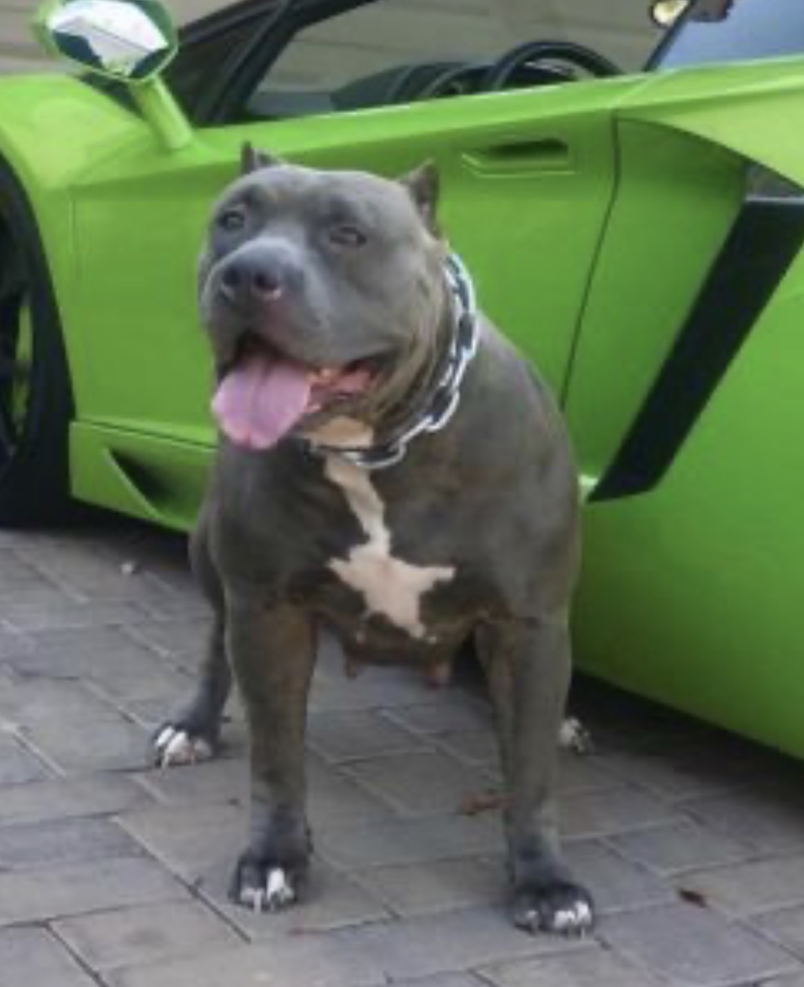 Dog Featured Image