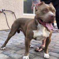 SIN CITY PITS OLYMPIC GARDEN