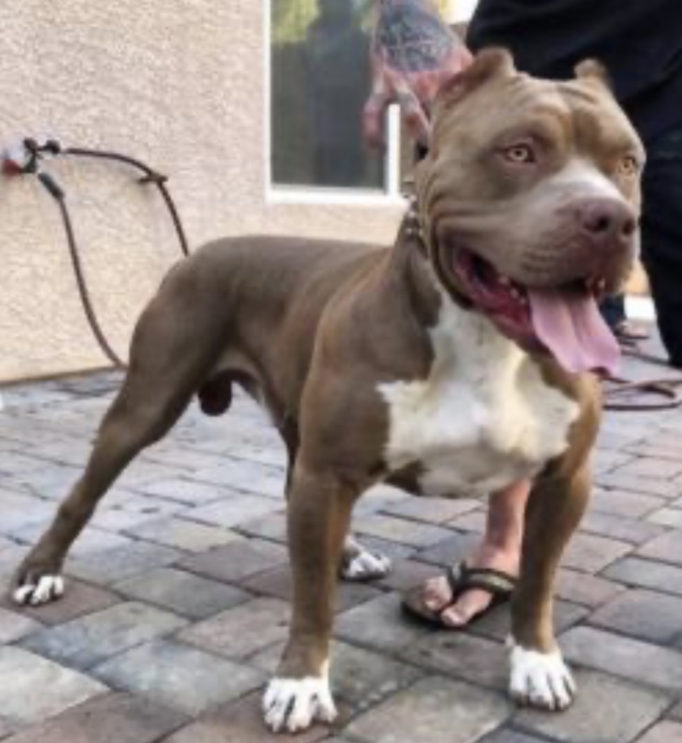 Dog Featured Image