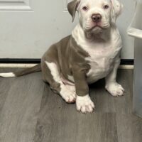 RSB’s King Alaric
