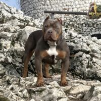 Muscle Line Minnie of Reptile Bullies