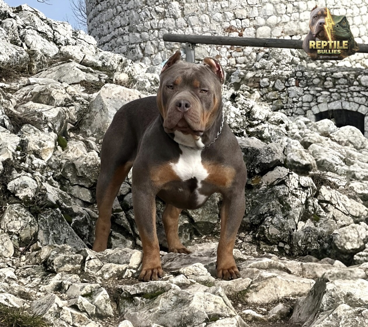 Dog Featured Image