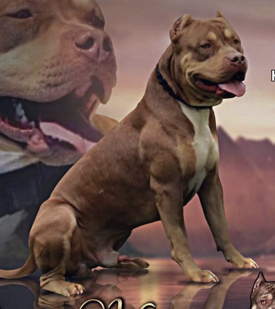Dog Featured Image