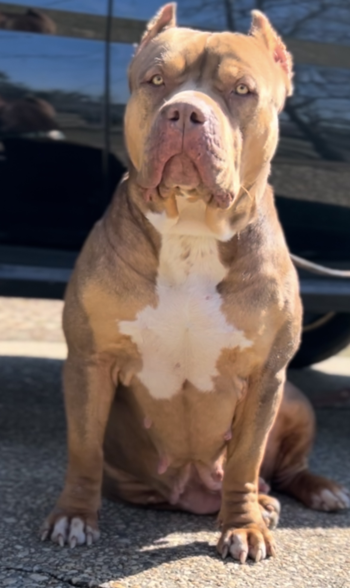 Dog Featured Image