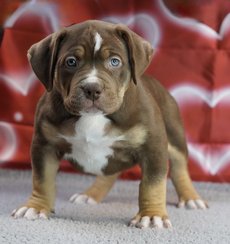 Dog Featured Image