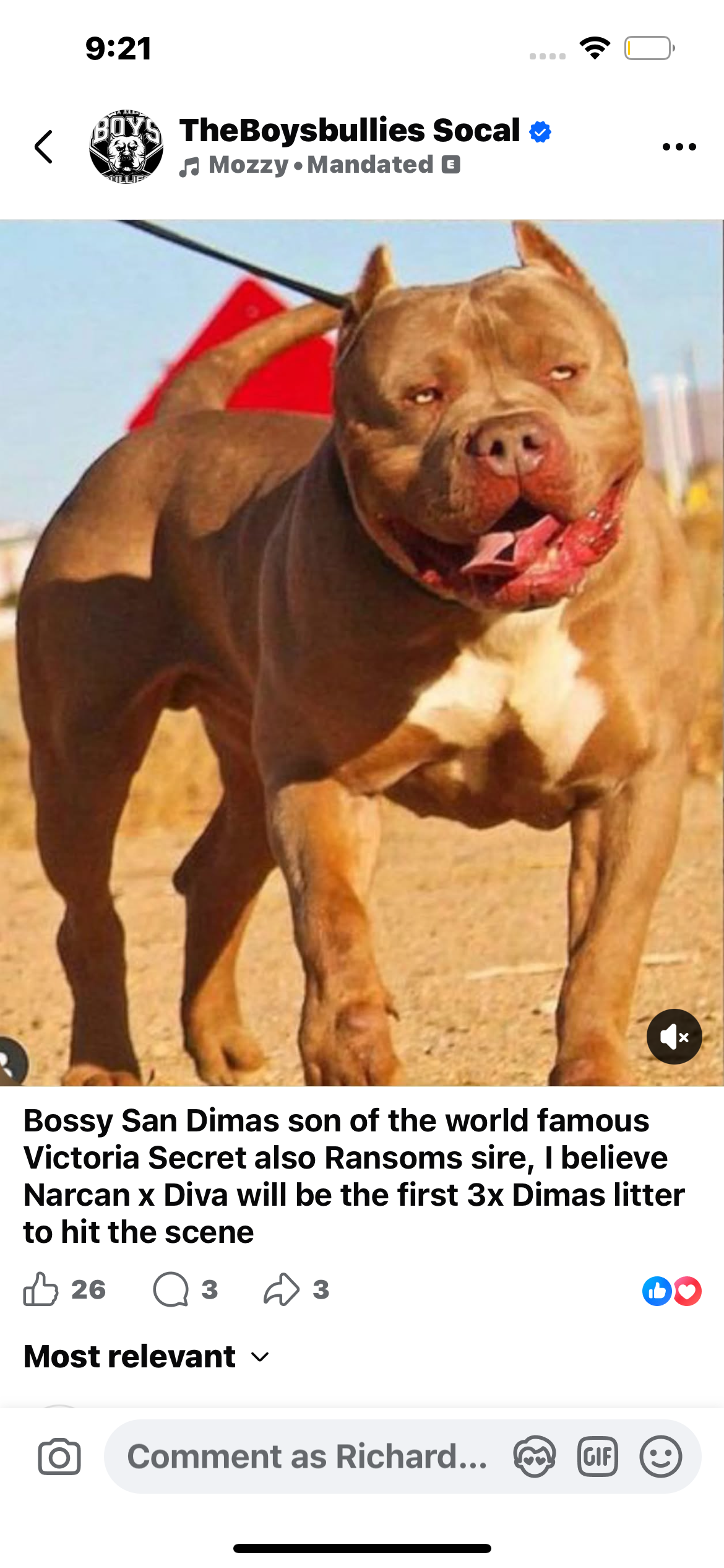 Dog Featured Image