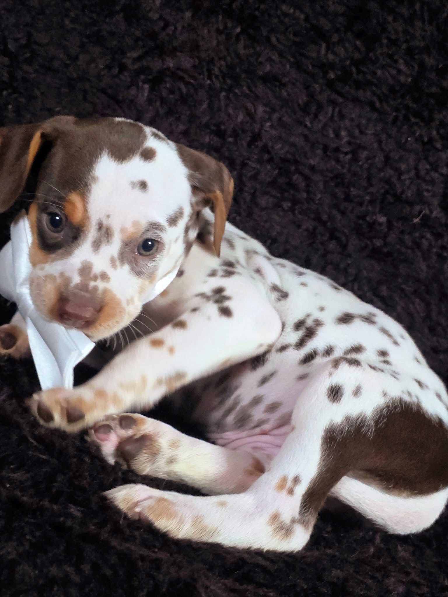 Dog Featured Image