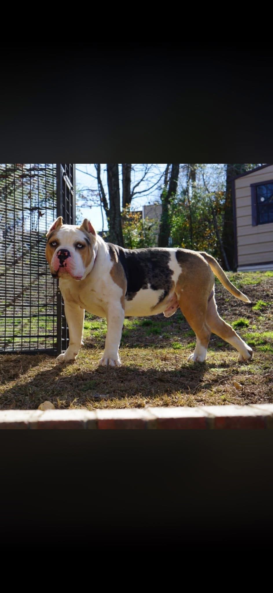 Dog Featured Image