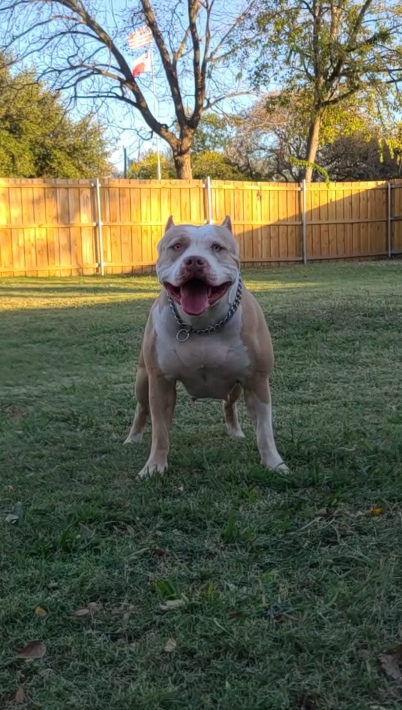 Dog Featured Image