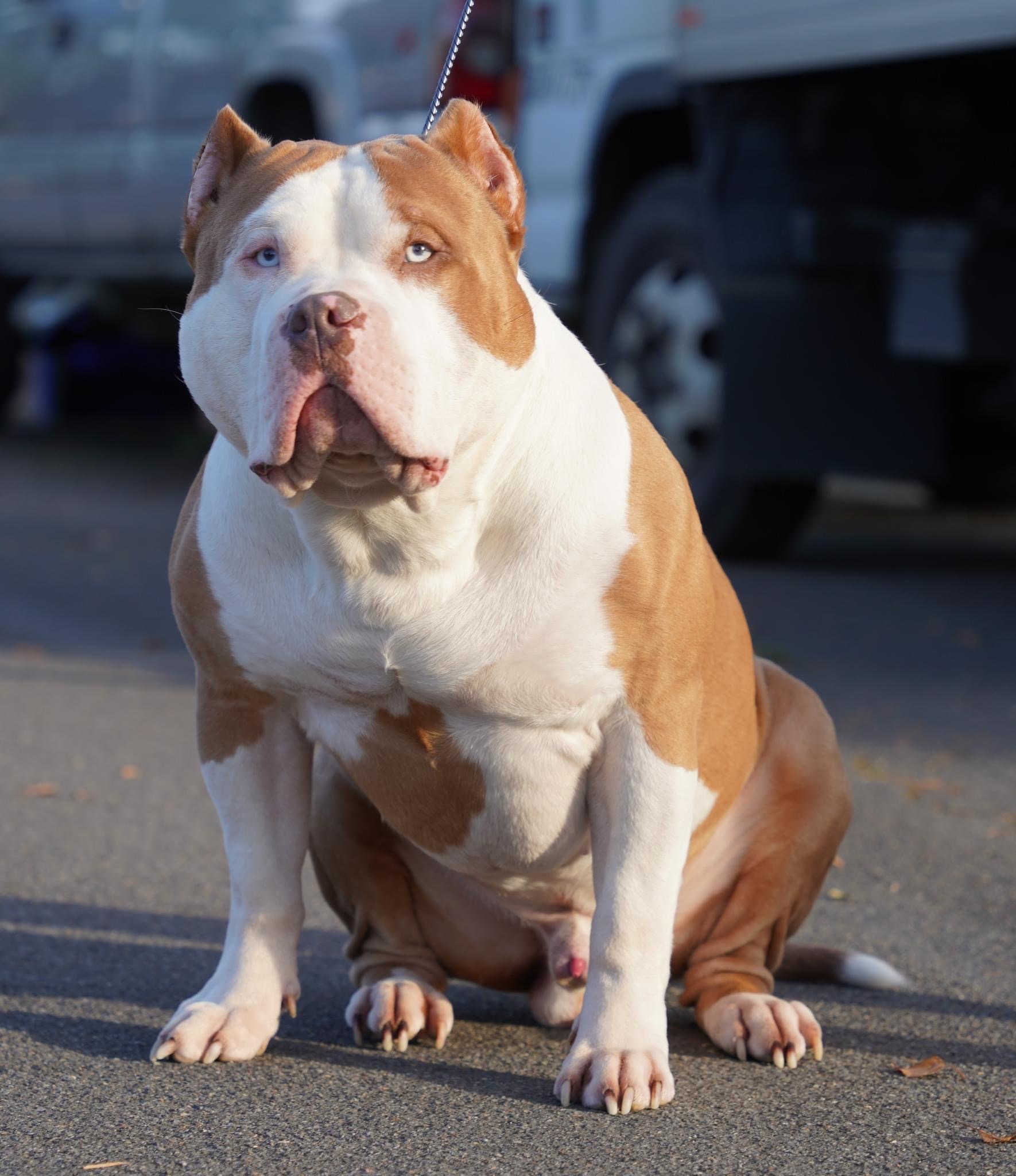 Dog Featured Image