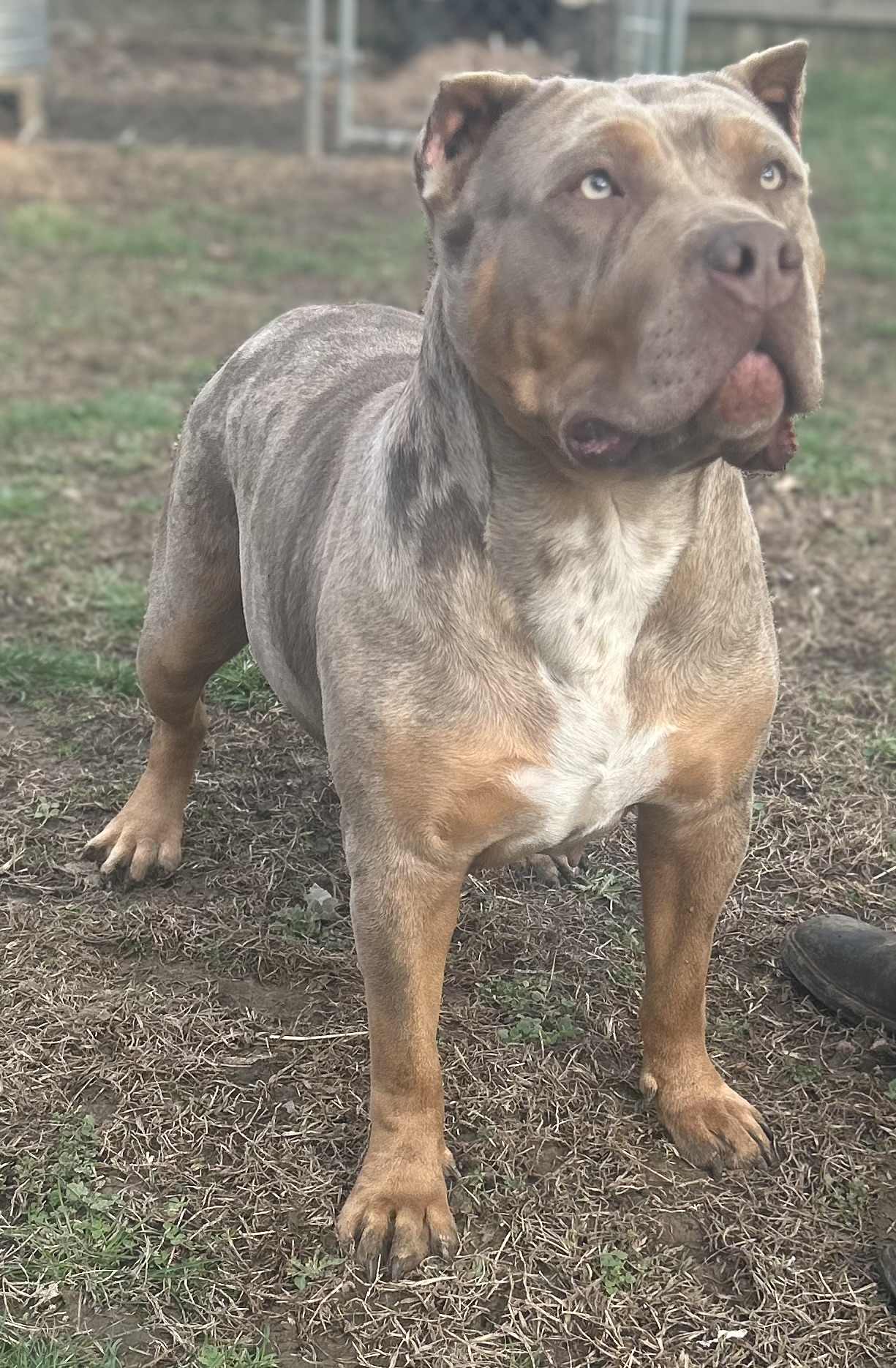 Dog Featured Image
