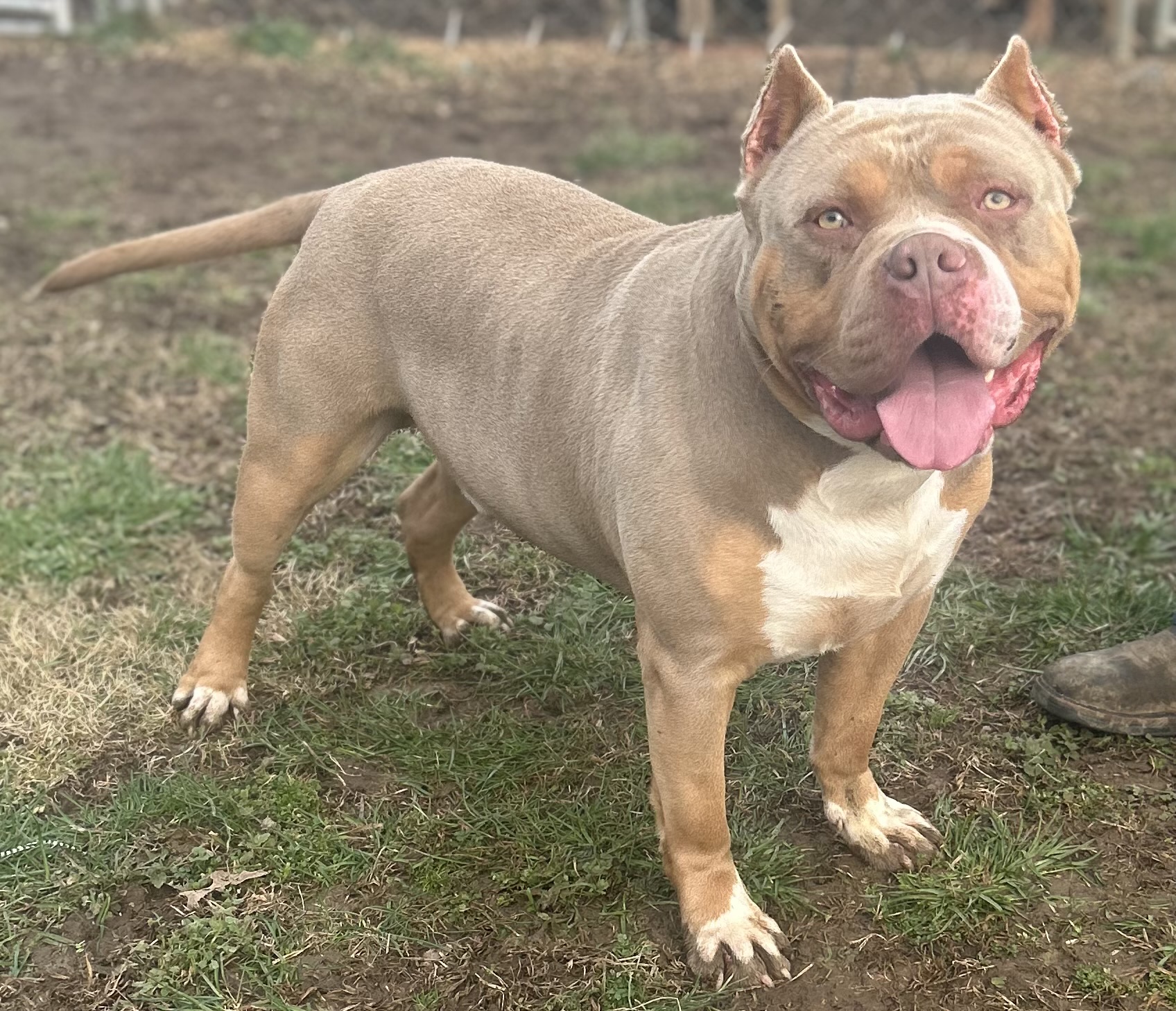Dog Featured Image
