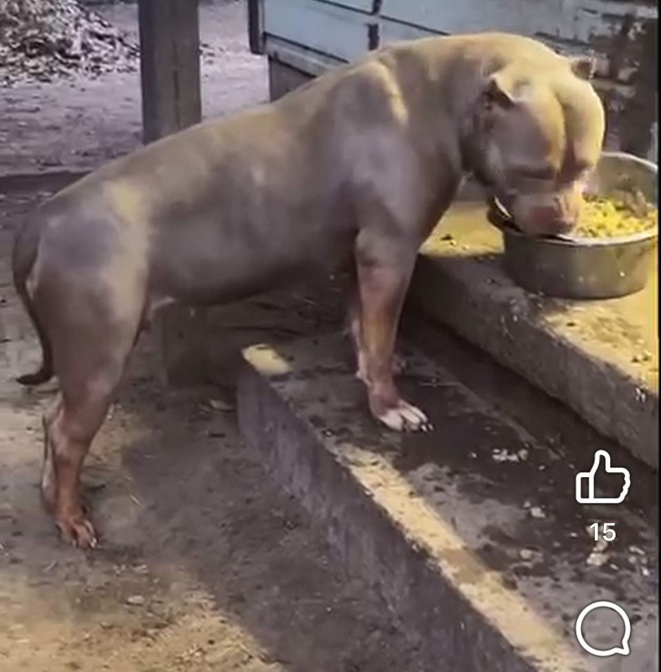 Dog Featured Image