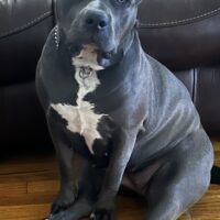 Barn Bully’s Tiffany of Ruiz Kennels